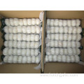 Export Standard Normal White Garlic